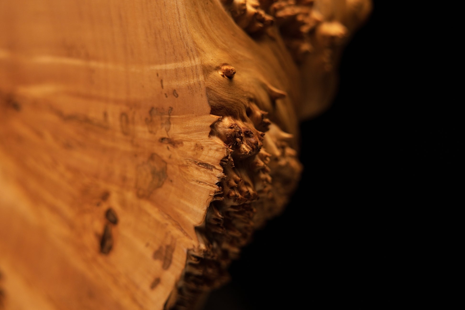 Close-up perspective tracing the sharp boundary where flowing golden grain meets a dense amber burl cluster on a stable timber block.   