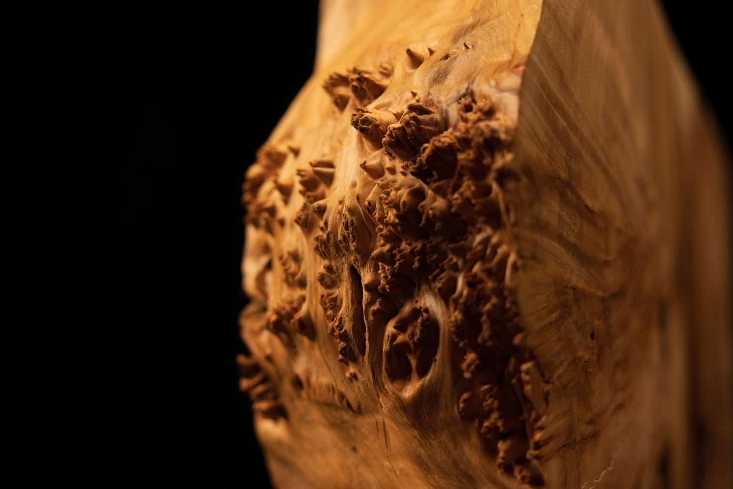 Extreme macro of protruding botanical burl knots and rough organic textures on a completely resin-free interior wooden block.   