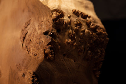 Upper corner view of a biophilic commercial centerpiece highlighting raw botanical textures and absolute dimensional stability.   
