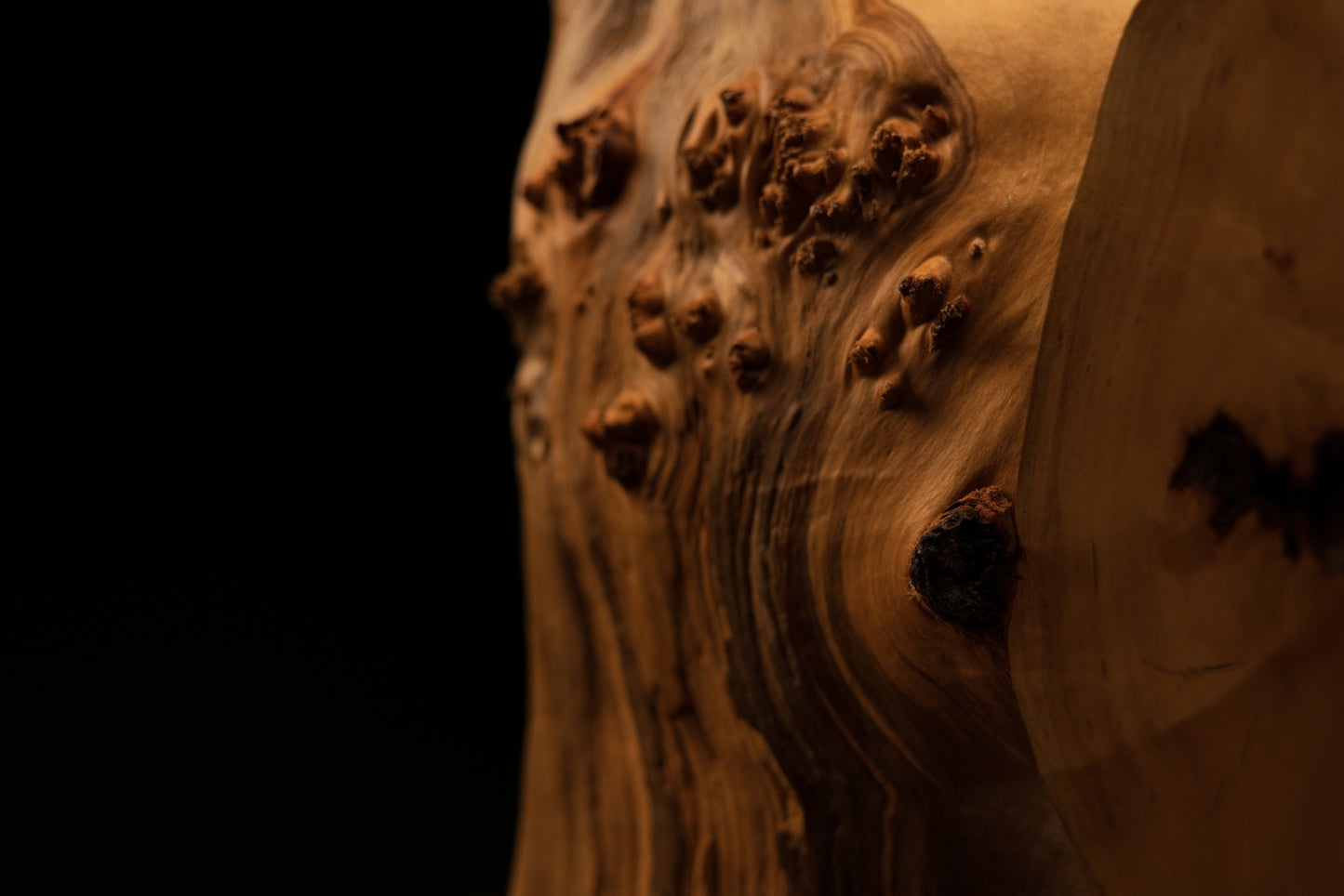 Detailed macro of protruding organic burl knots extending from the wavy edge of a museum-grade biophilic architectural timber.   