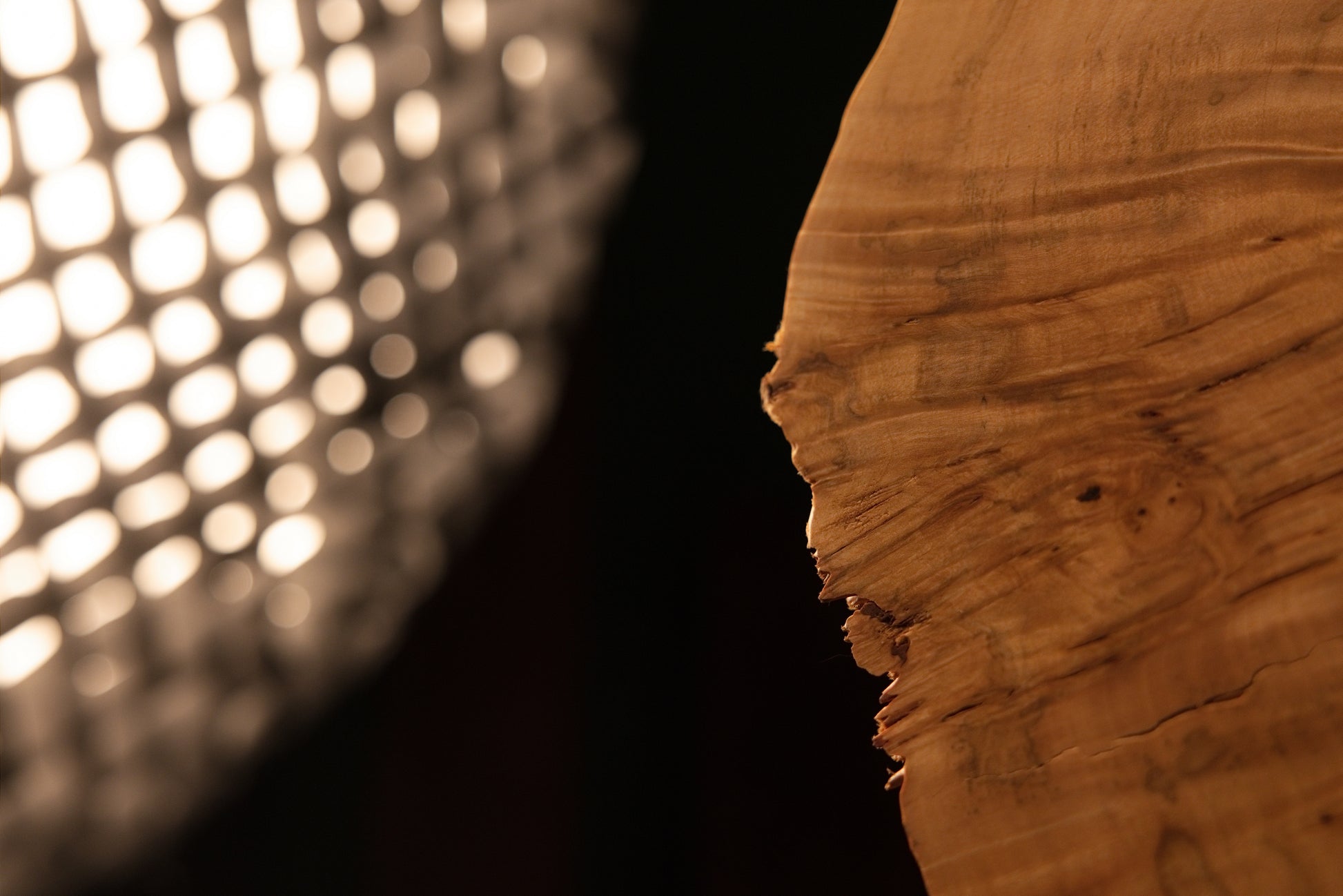 Detailed close-up of dense organic end-grain textures illuminated against a dark background on a perfectly preserved botanical block.   