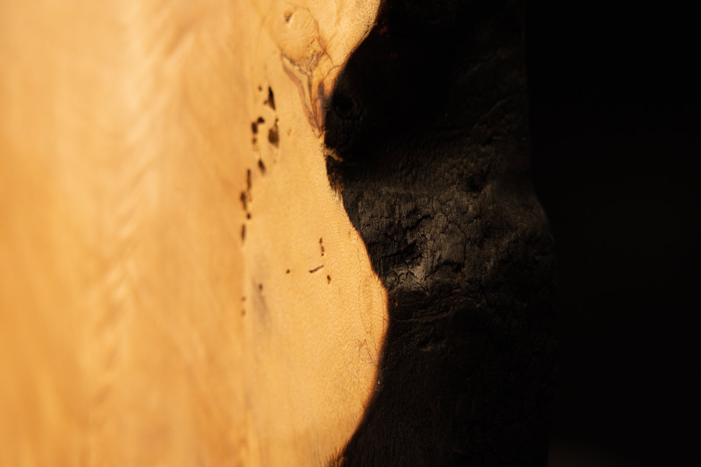 Close detail of authentic entomological marks and dark biological spotting embedded in the smooth grain of a biophilic wood piece. 