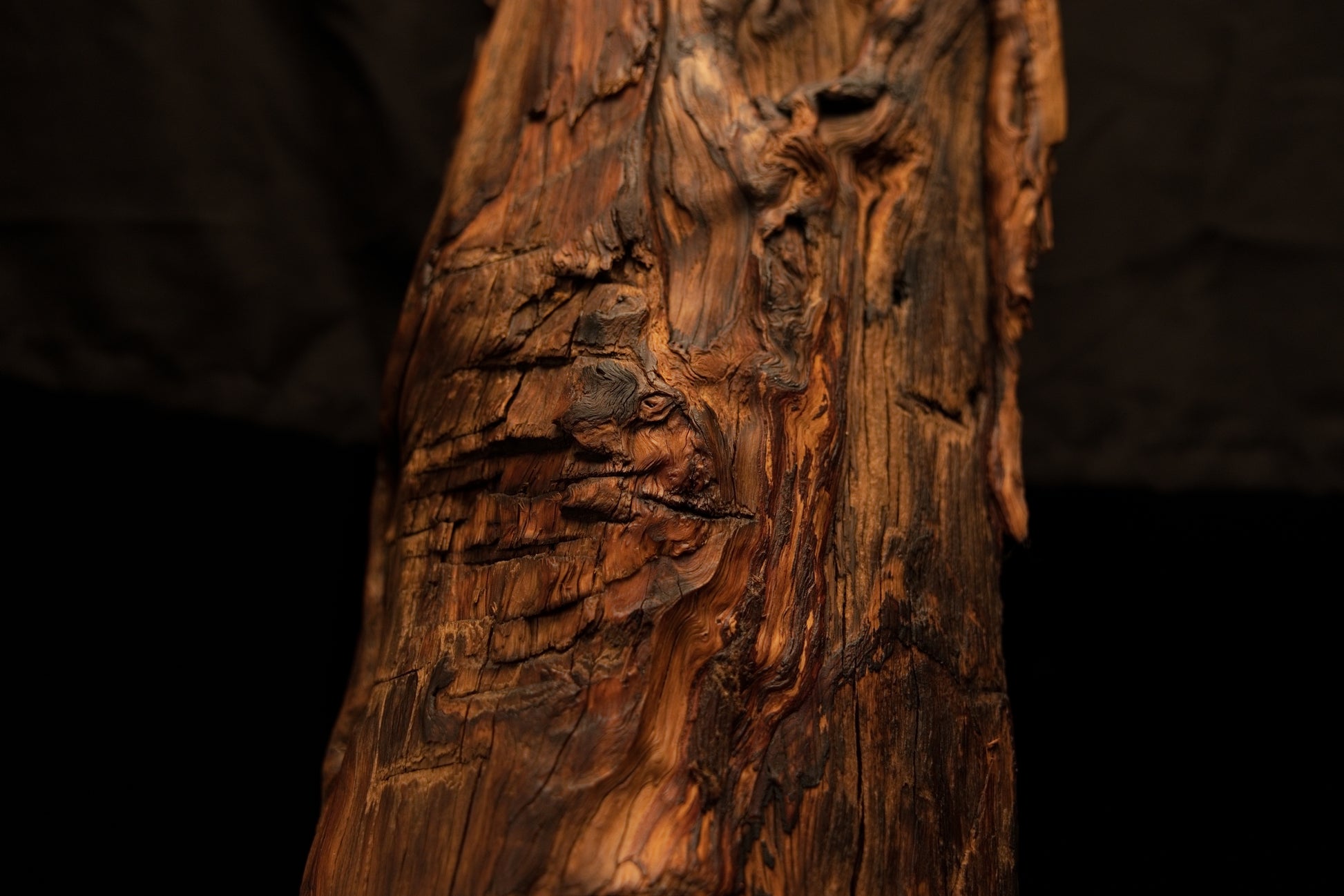 Detailed close-up of a dark horizontal crevice and deeply ridged organic textures on an authentic botanical piece. 