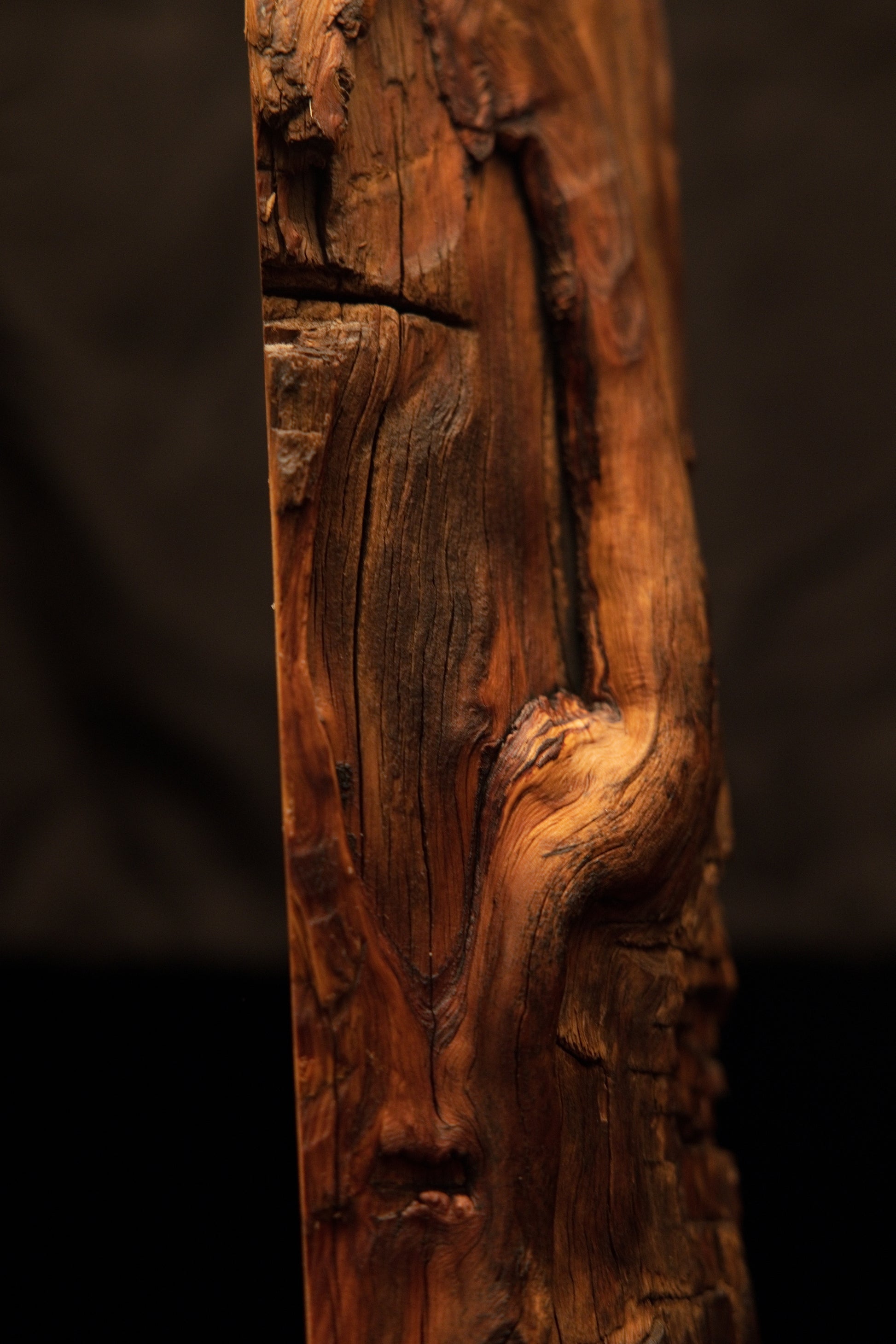 Detailed side profile capturing a protruding smooth burl formation directly below a dark horizontal split. 