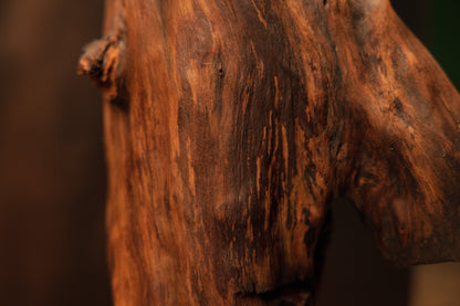 Macro view focusing on the upper section of the wooden log, highlighting the protruding side branch and rich warm brown tones. 