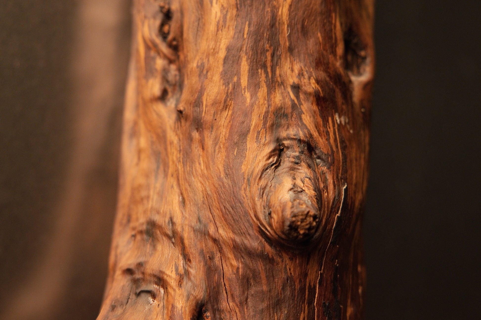 Detail view of a rounded, protruding knot forming a distinct rounded eye shape on the surface of the wooden branch trunk. 