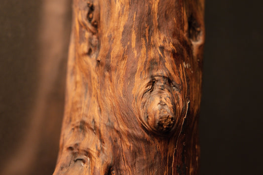 Detail view of a rounded, protruding knot forming a distinct rounded eye shape on the surface of the wooden branch trunk. 