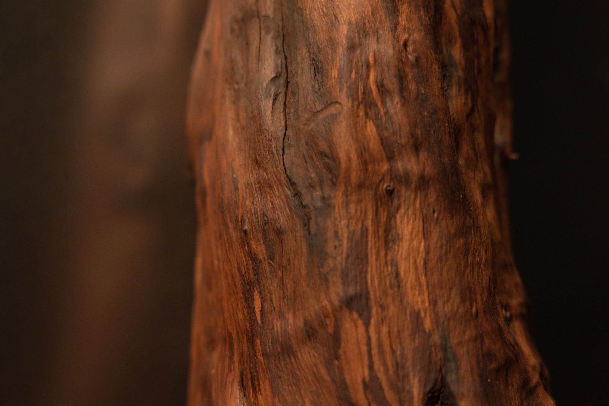 Close macro view showing vertical striated grain patterns, natural fissures, and deep brown color variations along the wooden trunk. 
