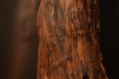 Close macro view showing vertical striated grain patterns, natural fissures, and deep brown color variations along the wooden trunk. 
