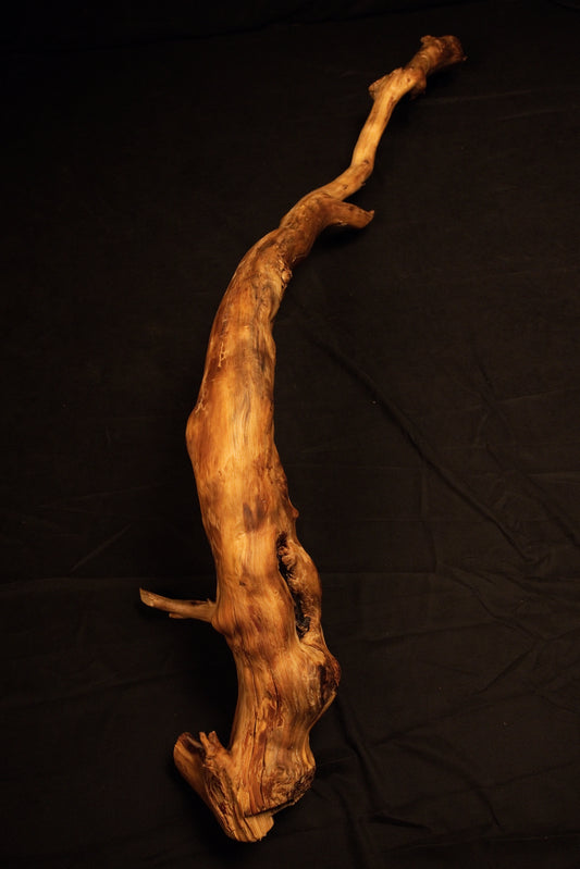 Full vertical view of a curved architectural wooden root sculpture featuring complex organic textures and dynamic natural bends. 