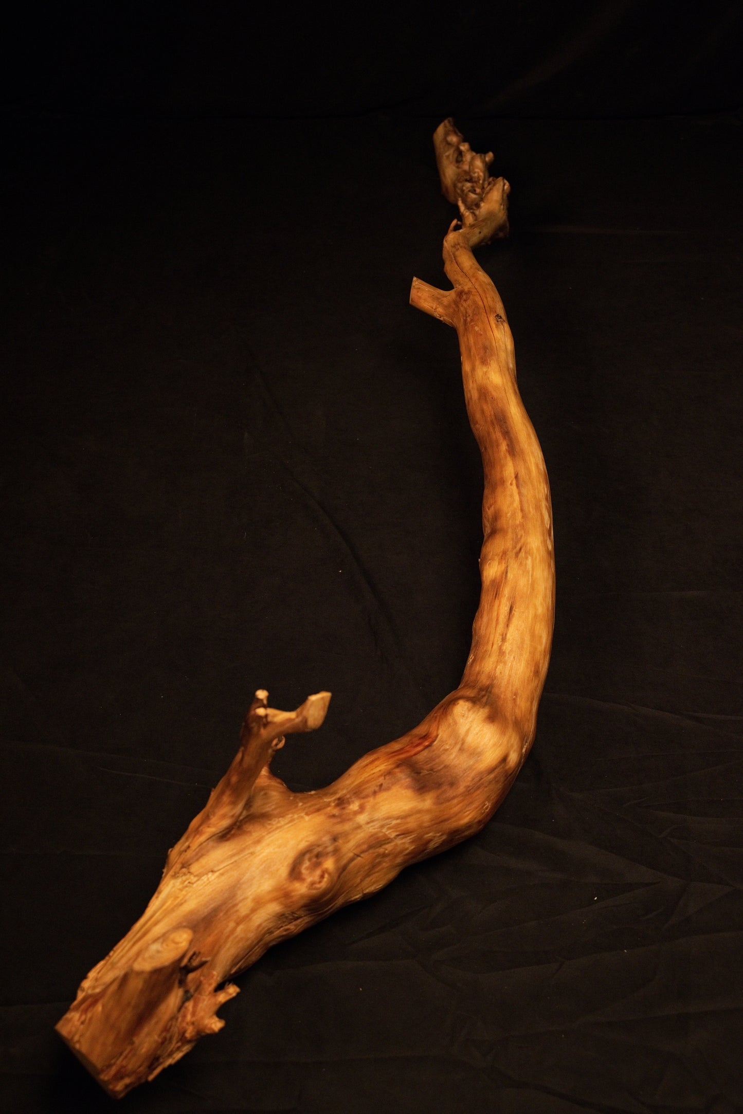 Angled horizontal perspective of a stabilized biophilic wooden root element showcasing winding contours and organic natural grain. 