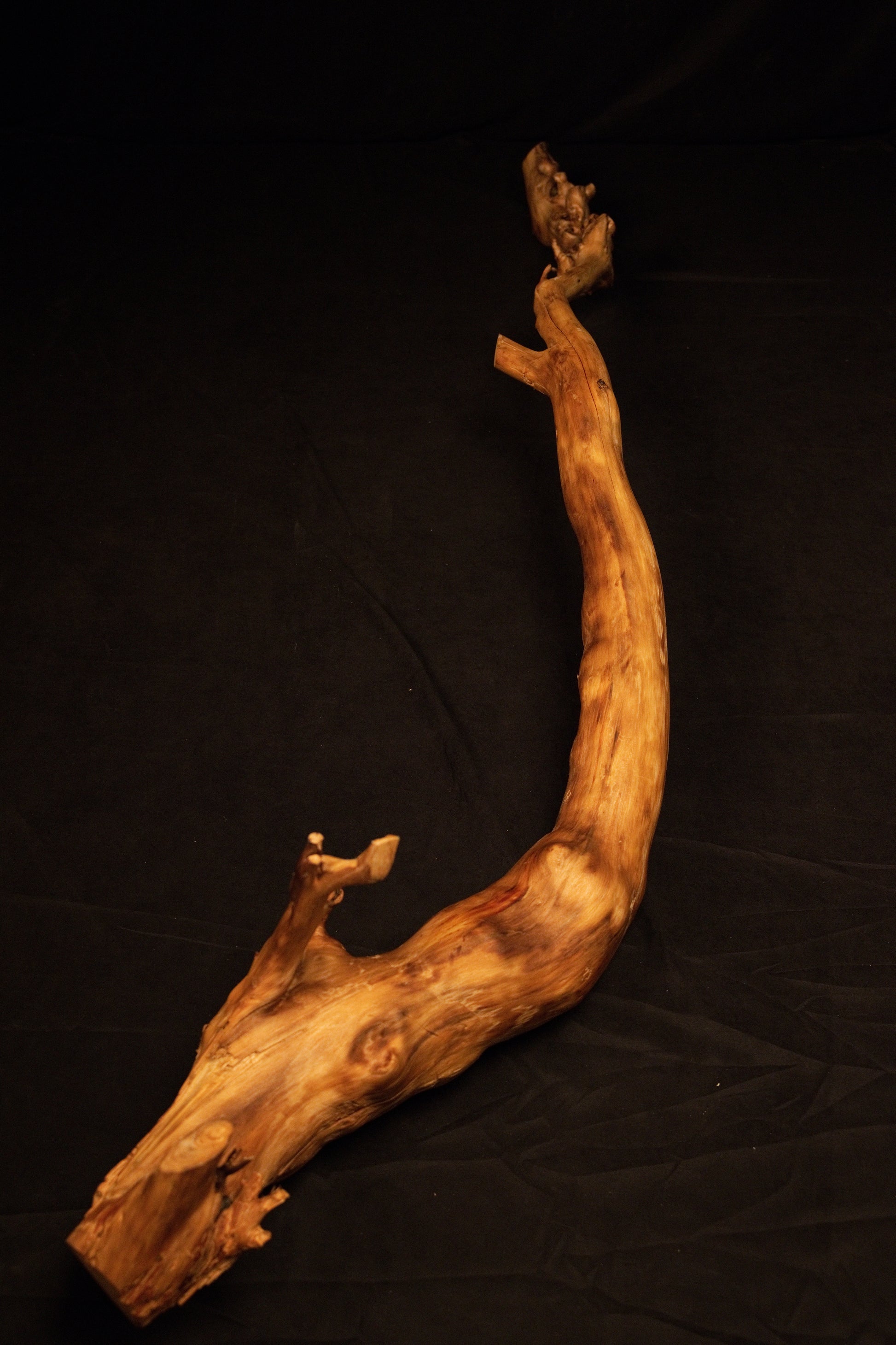 Angled horizontal perspective of a stabilized biophilic wooden root element showcasing winding contours and organic natural grain. 