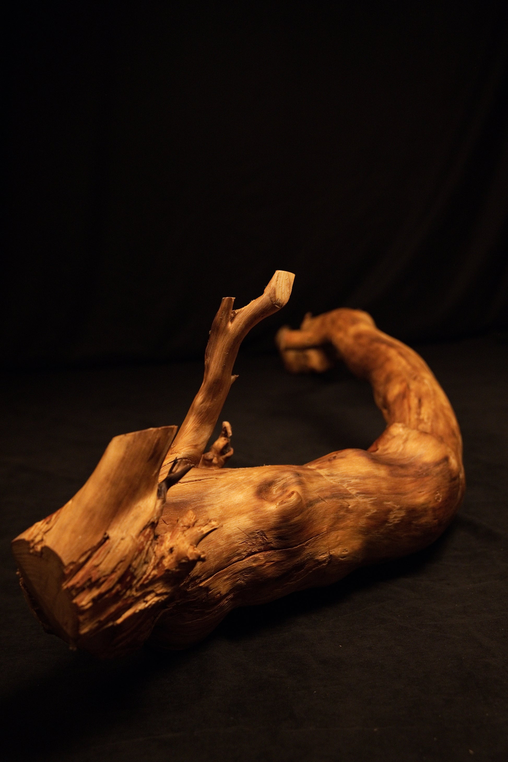 Close perspective focusing on the thick flat cut base of the wooden root resting horizontally on a dark surface in the studio. 