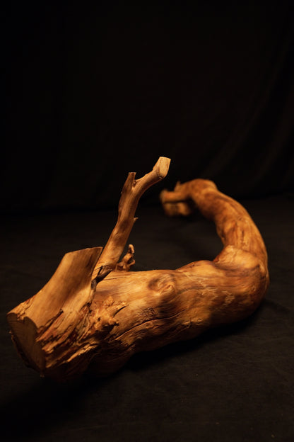 Close perspective focusing on the thick flat cut base of the wooden root resting horizontally on a dark surface in the studio. 