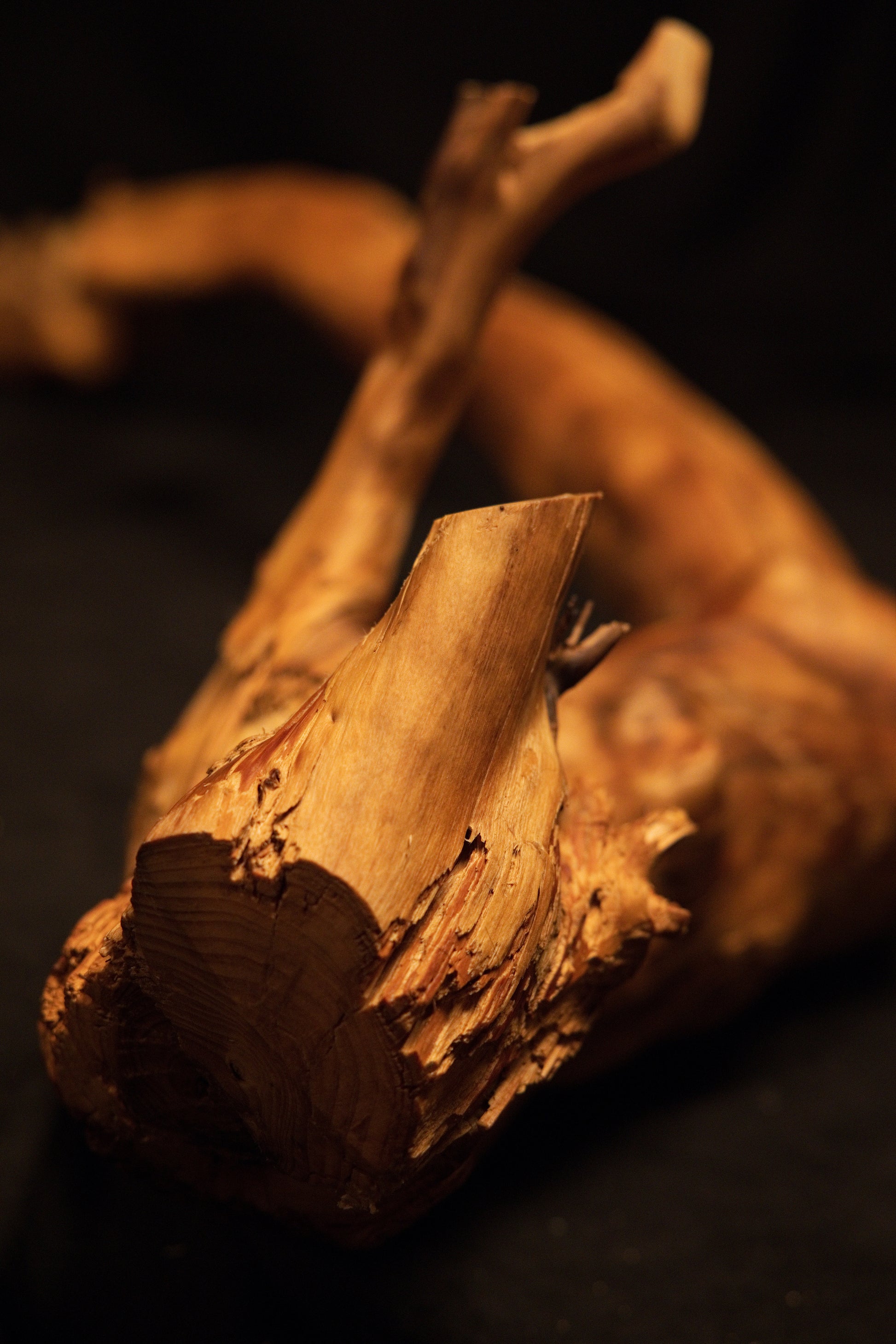 Macro photograph of the freshly precision-cut wooden base displaying internal growth rings and rough fibrous botanical textures. 