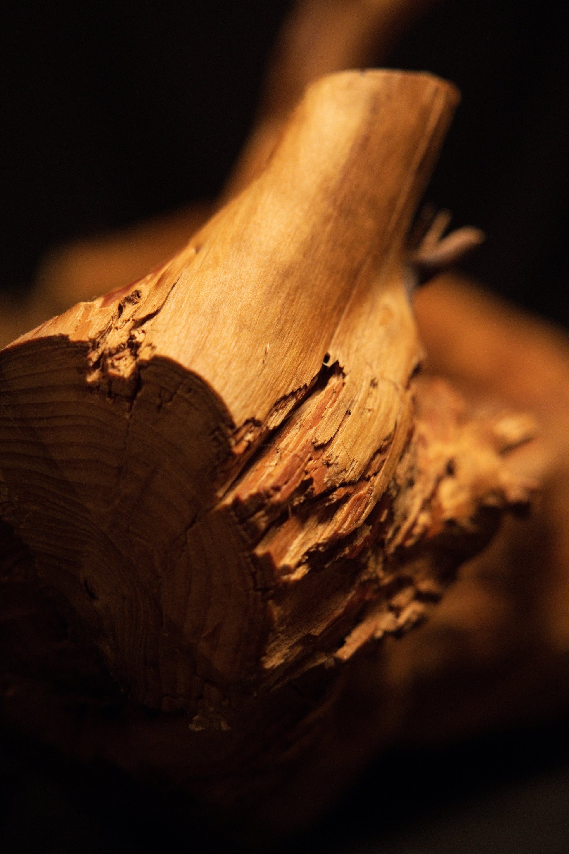 Extreme macro view focusing on the solid cut base end of the architectural wooden root highlighting raw cellular wood details. 