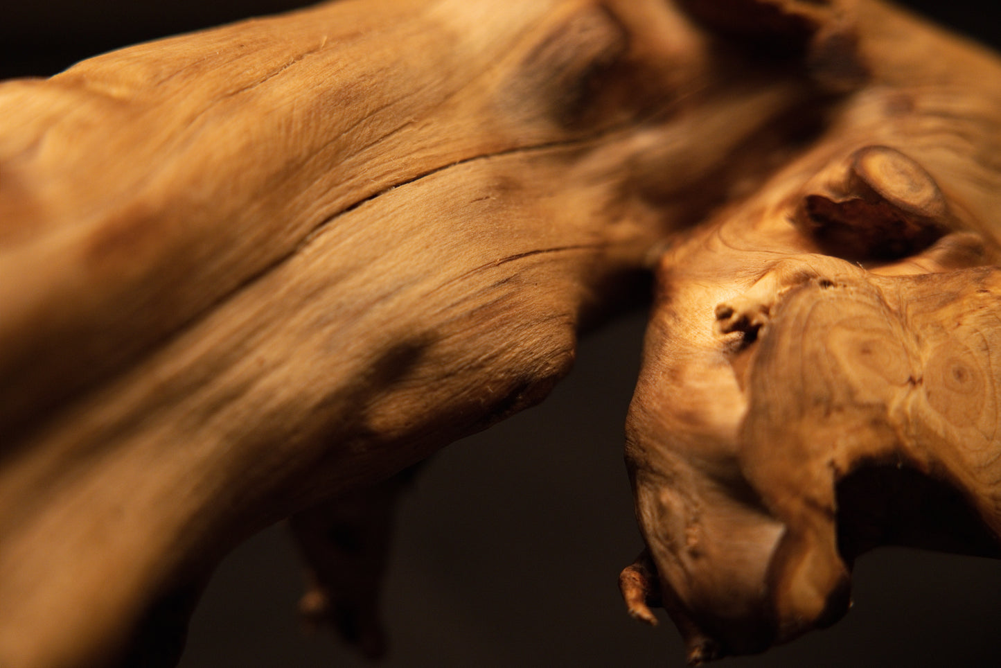 Close-up perspective focusing on smooth polished grain transitions and organic irregularities across the natural wood root sculpture. 