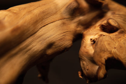 Close-up perspective focusing on smooth polished grain transitions and organic irregularities across the natural wood root sculpture. 