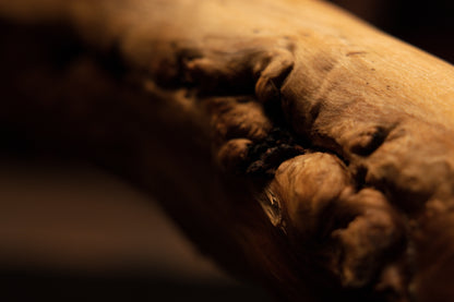 Extreme macro shot capturing deep surface fissures and rugged botanical textures along the curved profile of the timber root piece. 