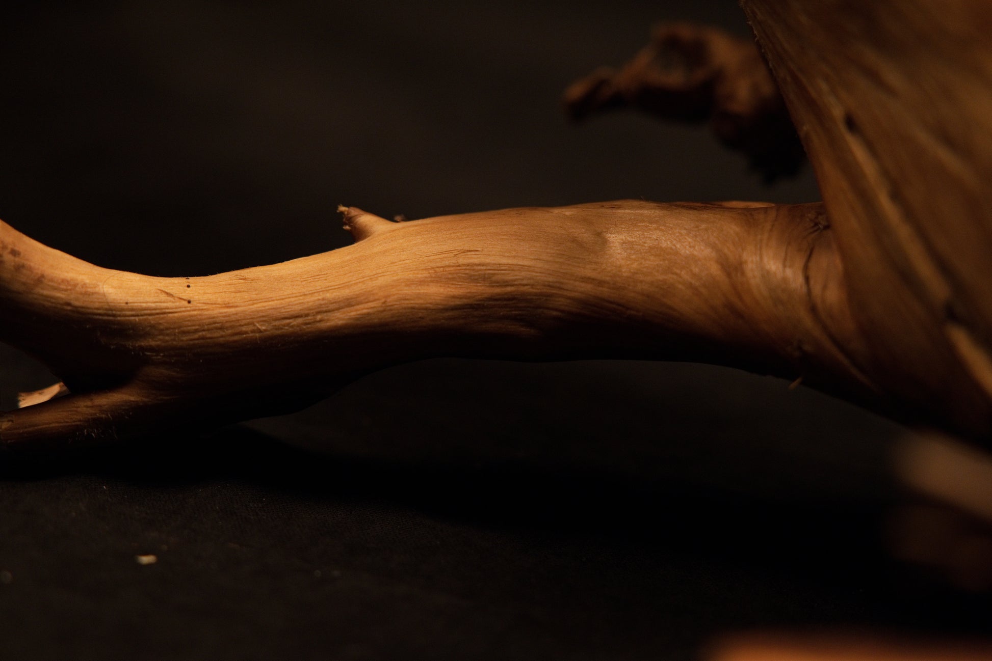 Detailed study of the organic timber root element showcasing unique natural features and stabilization consistency details. 