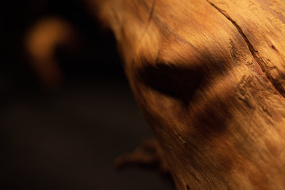 Close-up perspective of a dark organic knot hole opening on the polished wooden root showing smooth flowing botanical contours. 