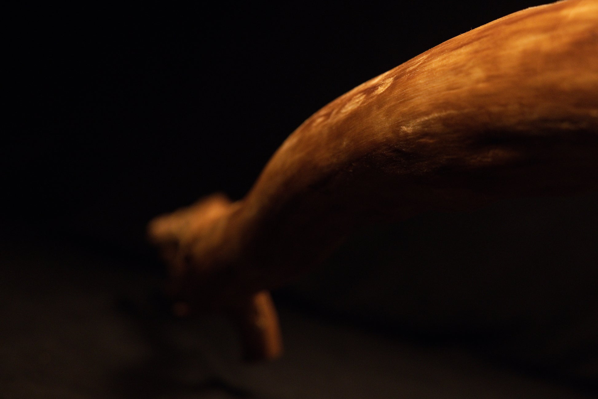 Macro photograph of timber surface details and natural material consistency on the architectural wooden root sculpture piece. 