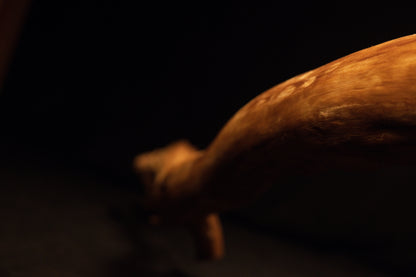 Detailed documentation of the stabilized root's organic grain flow, capturing tactile surface quality and rich warm wood hues. 