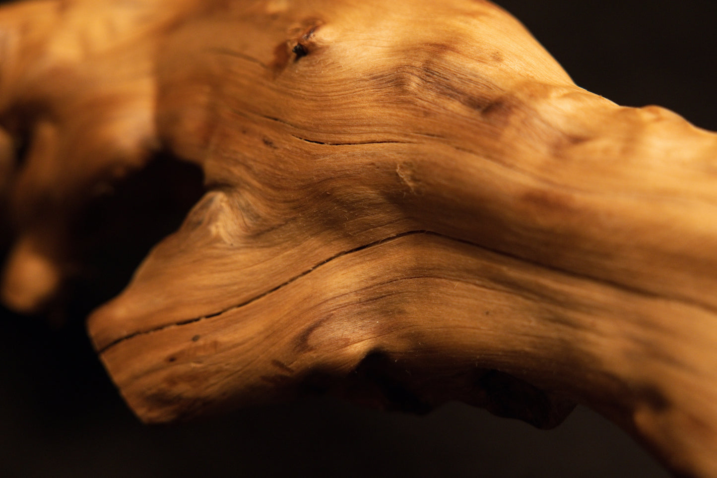 Close-up macro perspective displaying smooth linear grain flow across a gently curving section of the fine wooden root branch. 