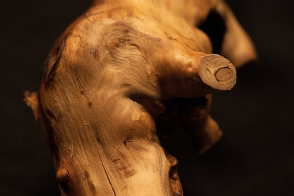 Perspective of a secondary branch stub cleanly cut from the main sculptural root, showing growth rings and smooth botanical contours. 