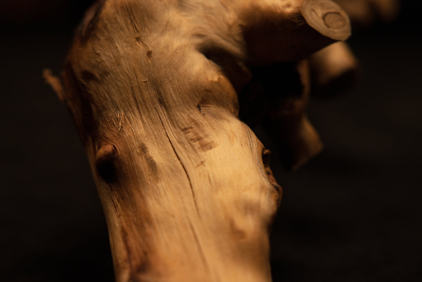 Close-up angle framing the robust structural body of the preserved root trunk with natural micro-fissures and rich warm polish. 
