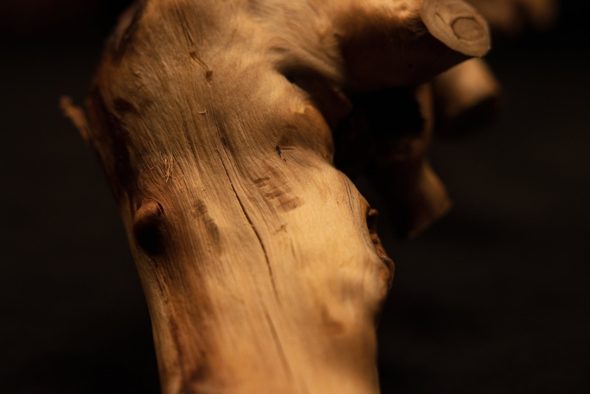 Close-up angle framing the robust structural body of the preserved root trunk with natural micro-fissures and rich warm polish. 