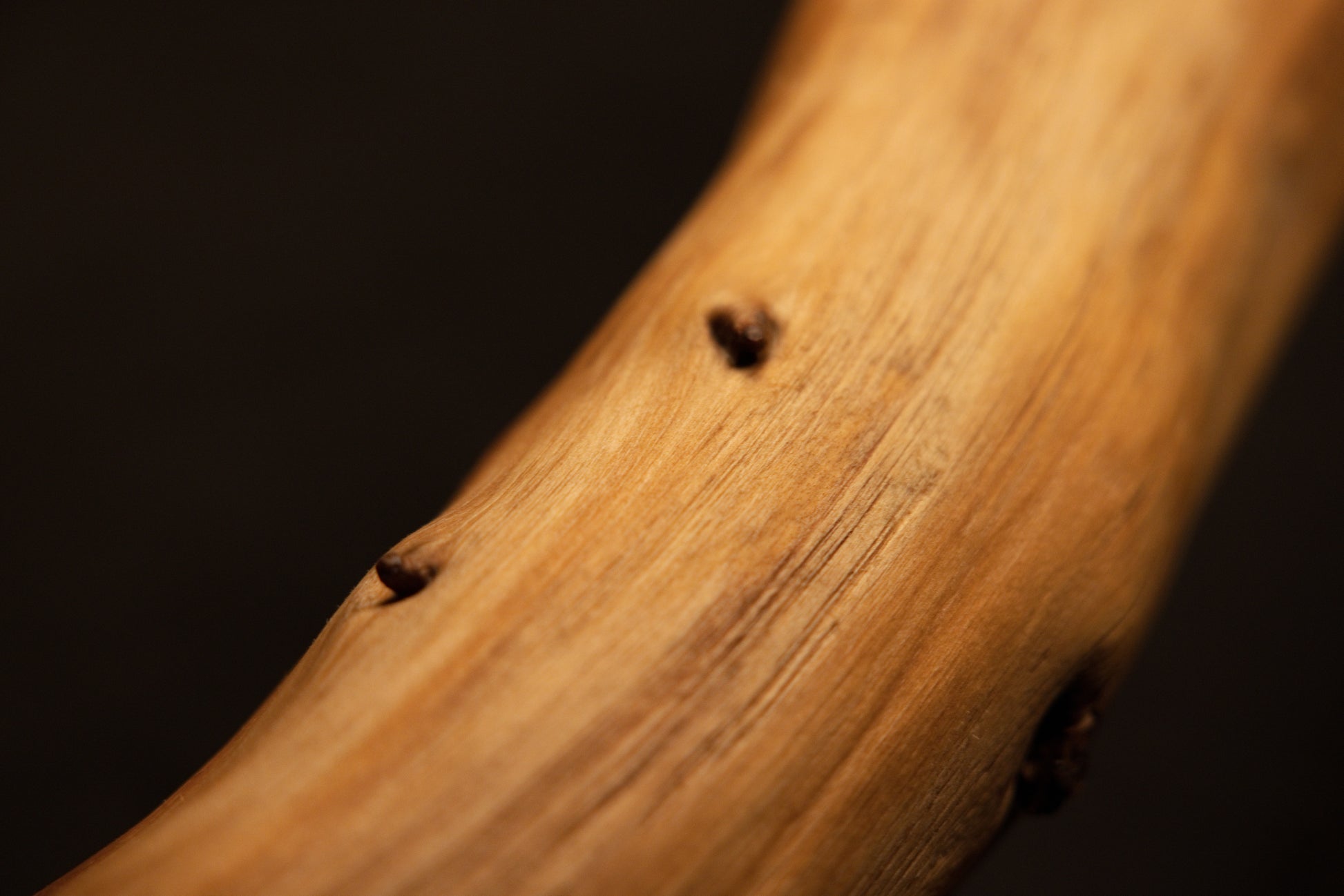Close-up macro perspective highlighting tiny raised botanical nodes and refined surface texture along the smooth trunk piece. 