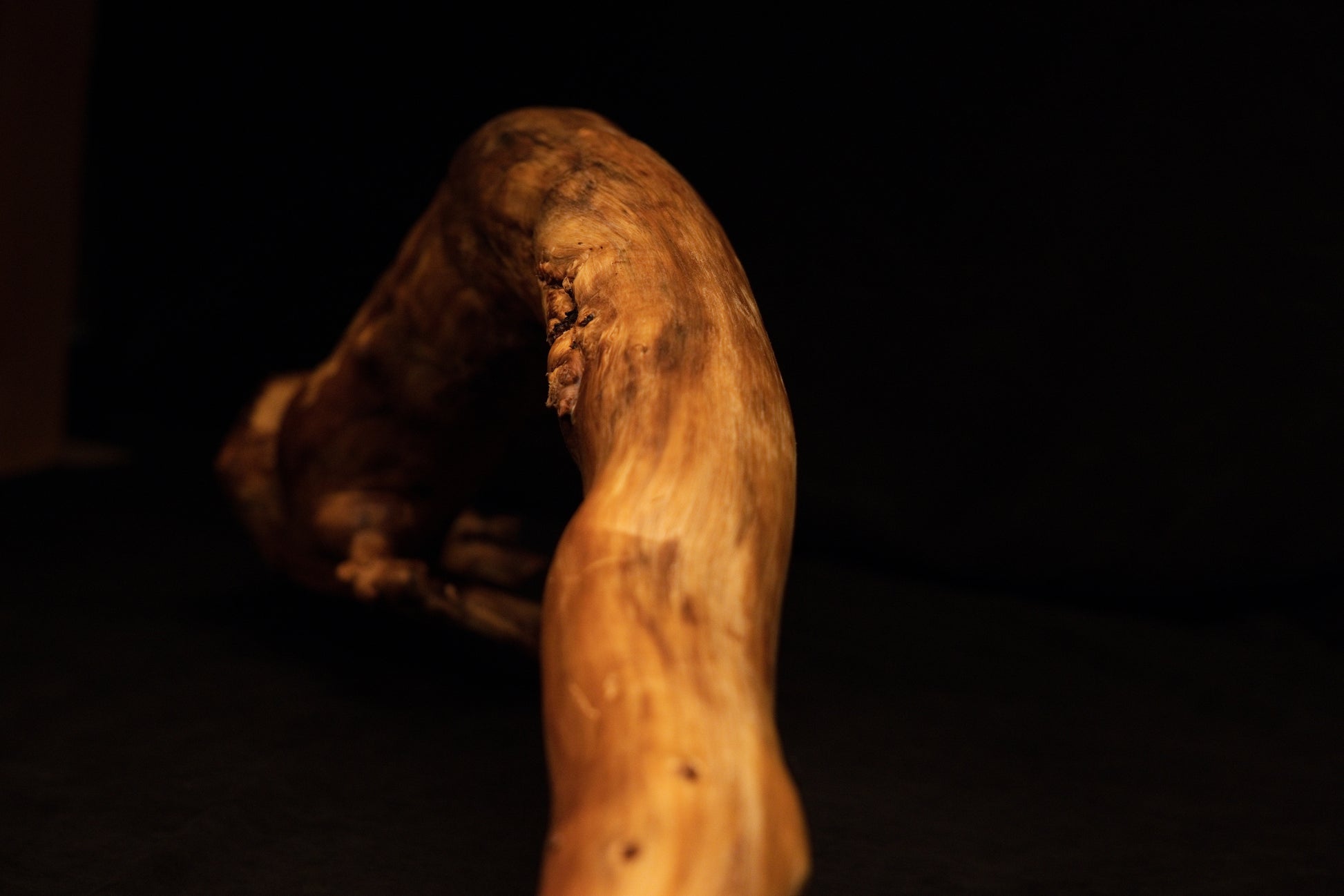 Extreme macro shot capturing a sharp organic bend and weathered timber surface features on the preserved root sculpture piece. 