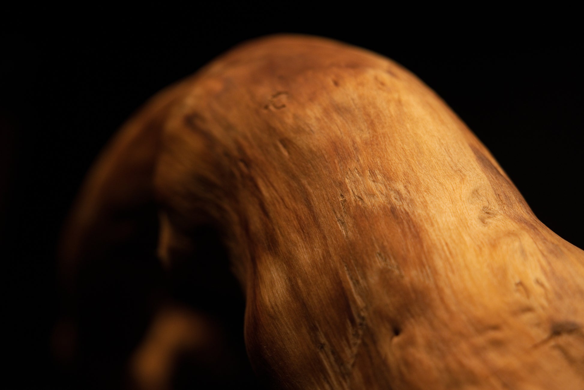 Macro view capturing the smooth curved top contour of the sculptural root highlighting warm amber tones and tight natural grain. 