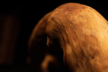 Close-up perspective of the polished wooden root crown emphasizing fine cellular stabilization and rich natural wood color. 