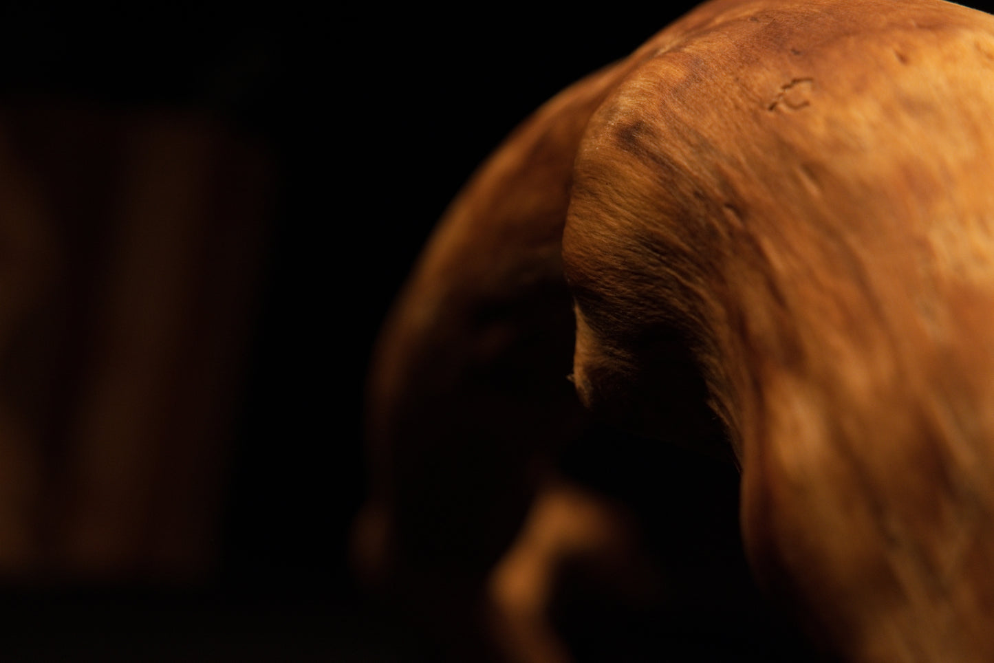 Detailed macro shot of the architectural root apex demonstrating flawless matte finish and smooth organic grain continuity. 
