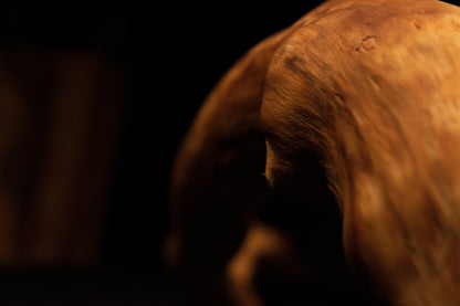 Detailed macro shot of the architectural root apex demonstrating flawless matte finish and smooth organic grain continuity. 