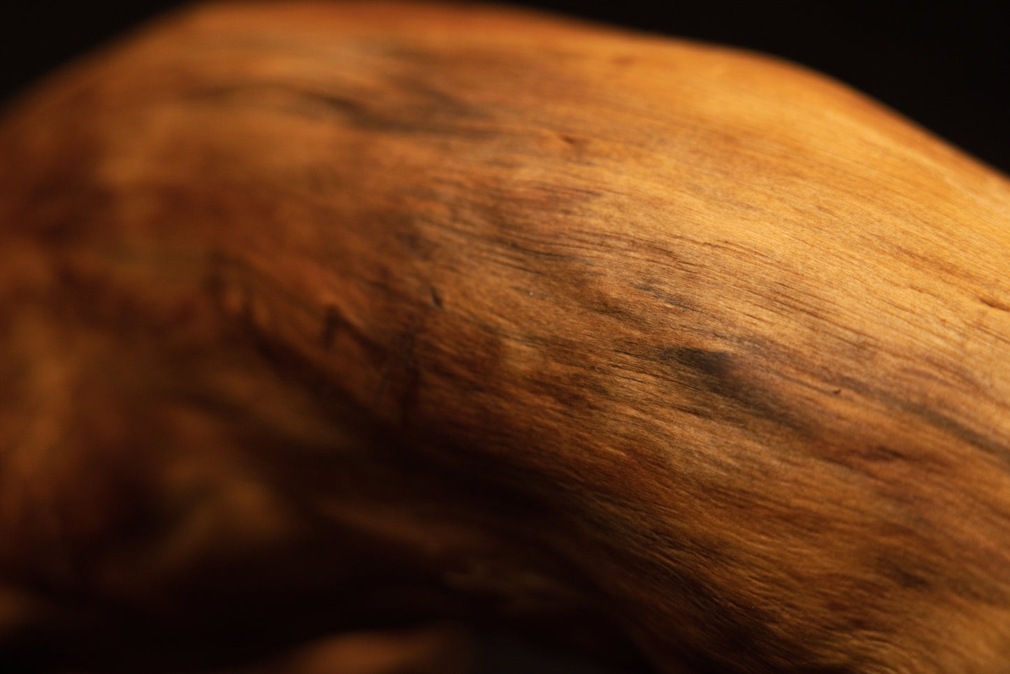 Extreme macro view focusing on microscopic wood fibers and natural pigmentation along the curved contour of the timber root. 