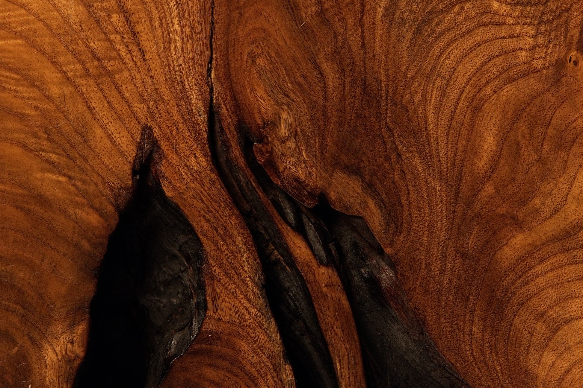 Deep organic black hollows and natural fissures split dramatically through rich, fluid amber timber grain lines.  