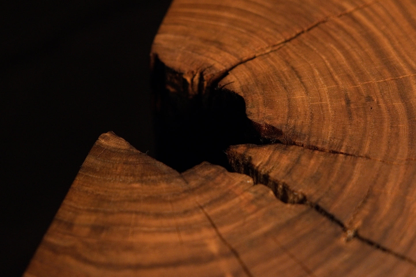 Clear cross-section view of a round structural timber piece displaying vivid concentric growth rings and a dark void.  