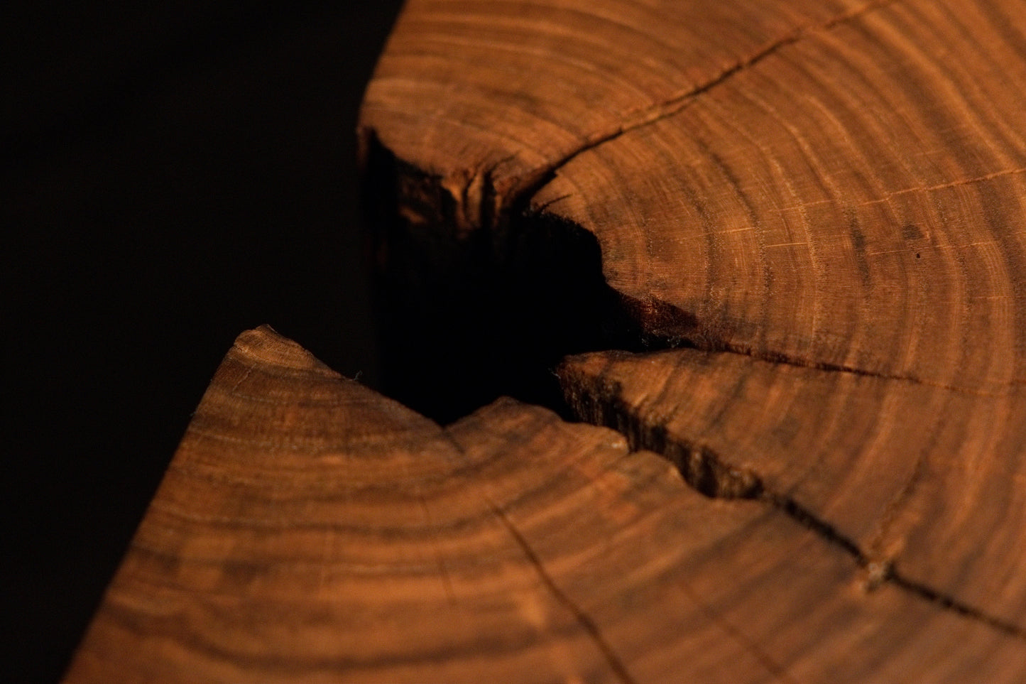 Fine radial checking cuts across concentric annular growth rings on the polished timber cross-section surface.  