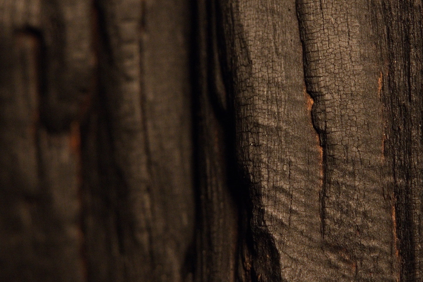 Rough dark wood crevices and deeply weathered longitudinal grain lines extend across the biophilic root sculpture.  