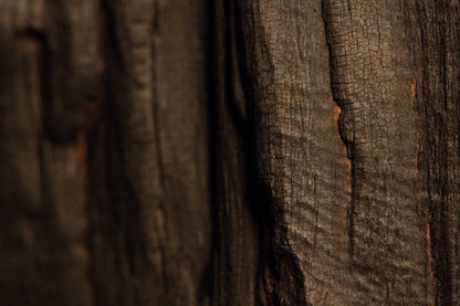 Rough dark wood crevices and deeply weathered longitudinal grain lines extend across the biophilic root sculpture.  