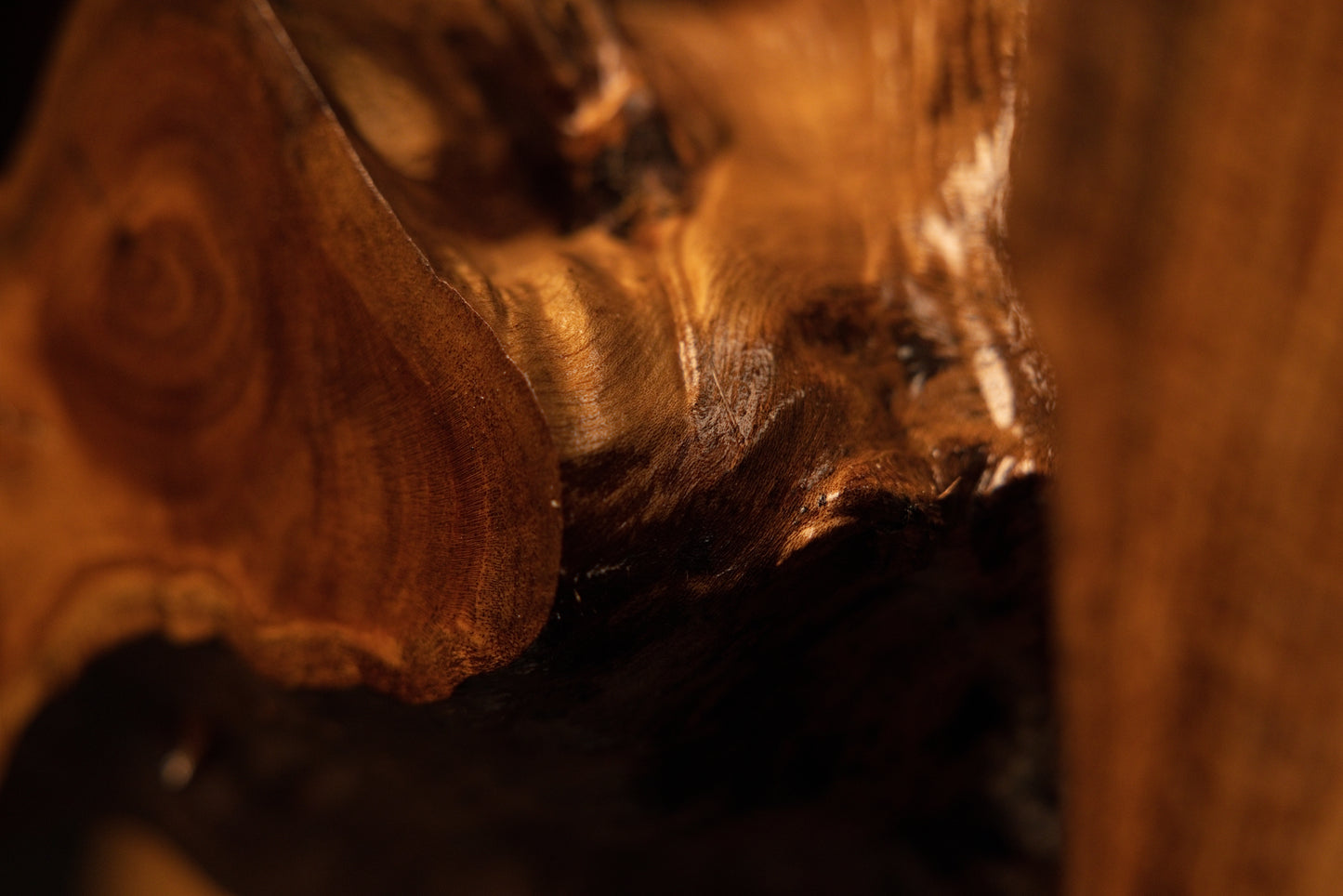Polished organic wood bulge displaying rich, fluid grain patterns along the surface of a biophilic root furniture piece.  