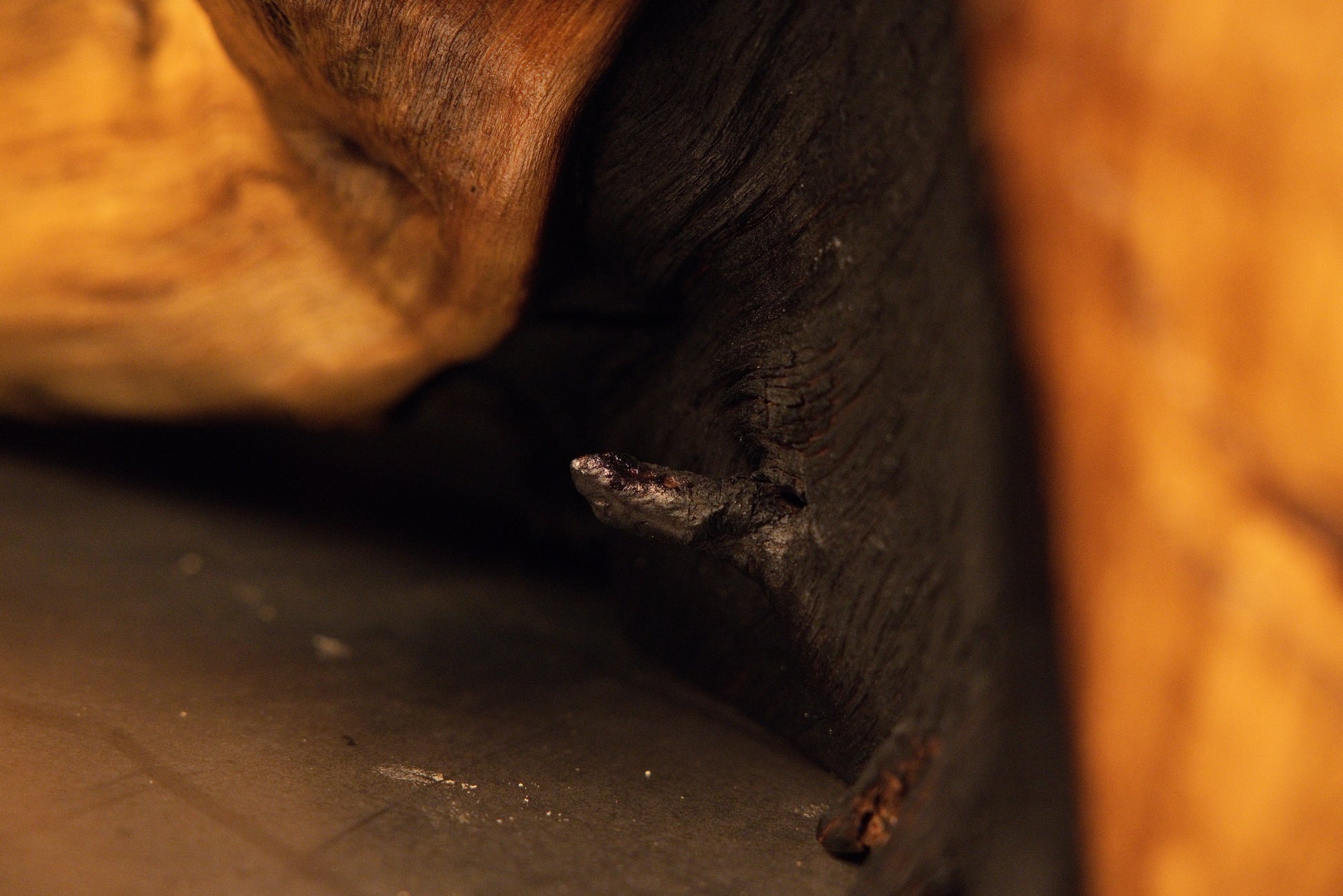 Close look at a small dark wooden spur projecting cleanly from the carbonized interior wall of a root cavity void.  