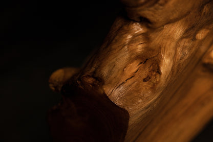 Smoothly rounded organic root contours gracefully illuminated against a dark, minimalist studio background setting.  