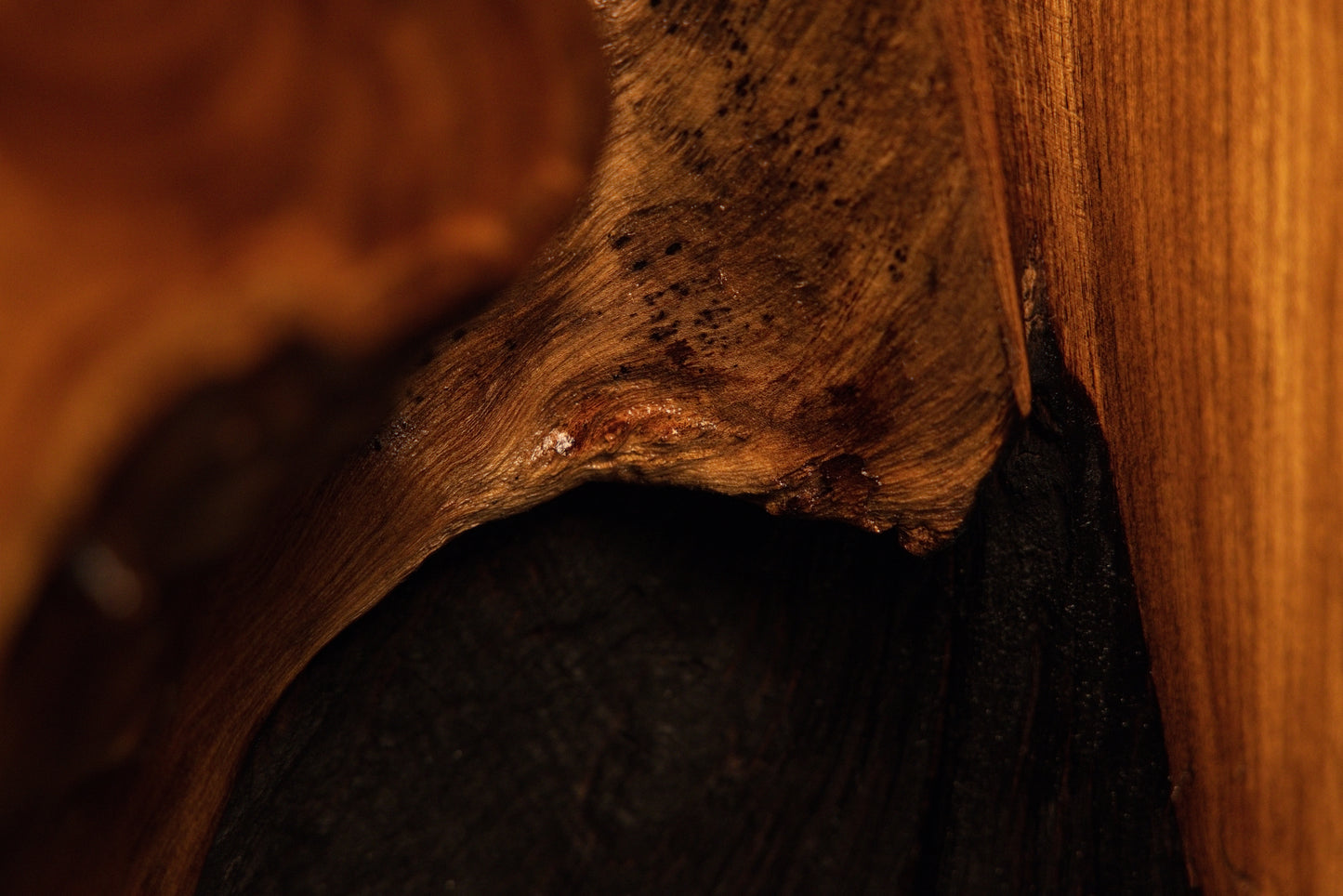 Peering inside an organic root cavity to reveal smooth polished wooden walls and deep, dark shadowed interior recesses.  