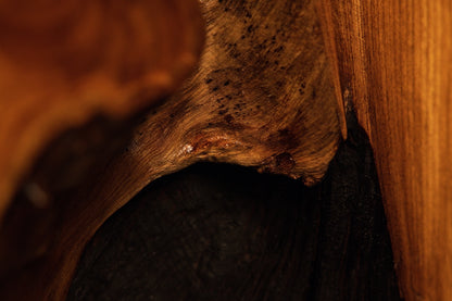 Peering inside an organic root cavity to reveal smooth polished wooden walls and deep, dark shadowed interior recesses.  