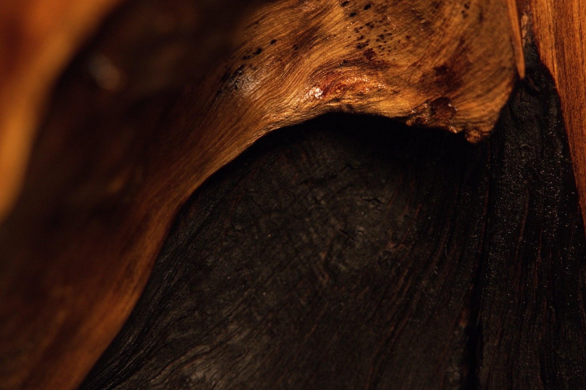 Smooth organic wood archway curves gracefully over a dark shadowed hollow inside the heavy timber root sculpture.  
