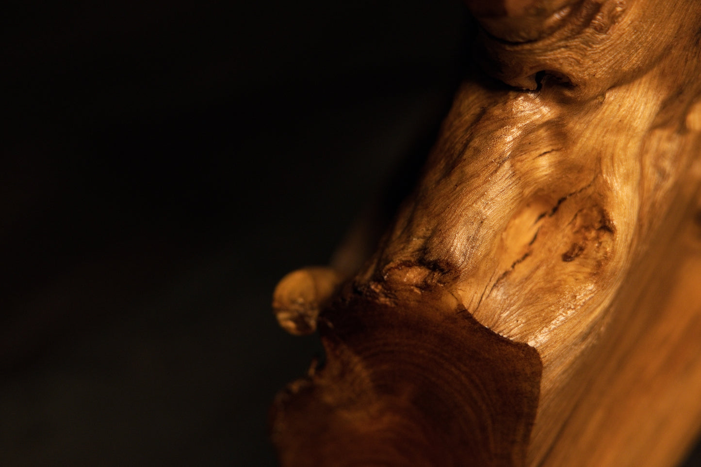 Polished organic wood bulge showcases exceptionally rich swirling grain lines and smooth, tactile surface contours.  